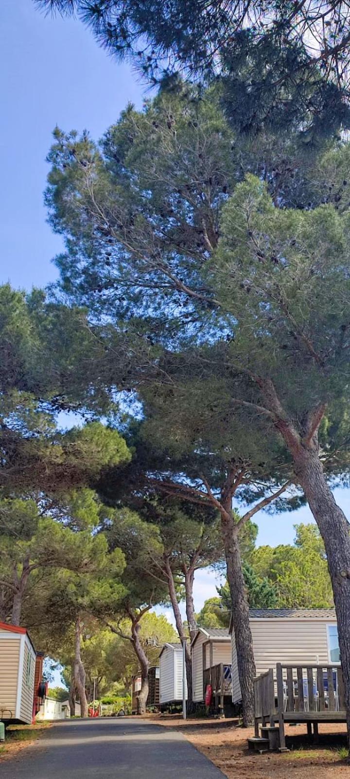 Domaine Residentiel De Plein Air Odalys La Pinede Агде Екстериор снимка