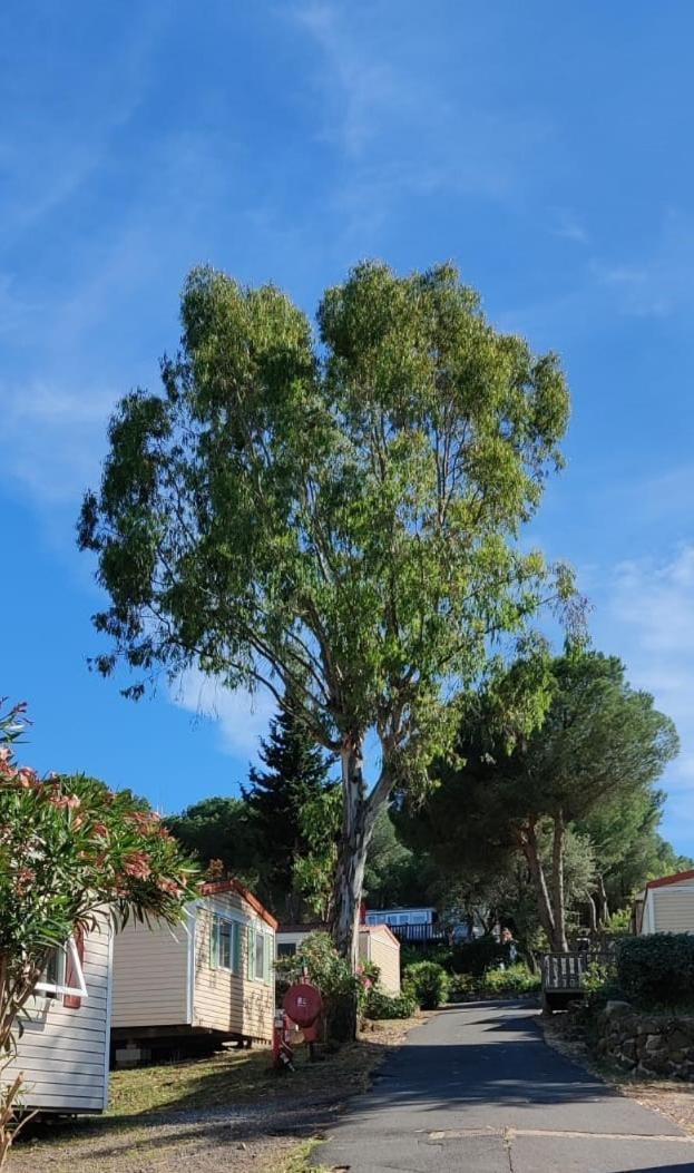 Domaine Residentiel De Plein Air Odalys La Pinede Агде Екстериор снимка